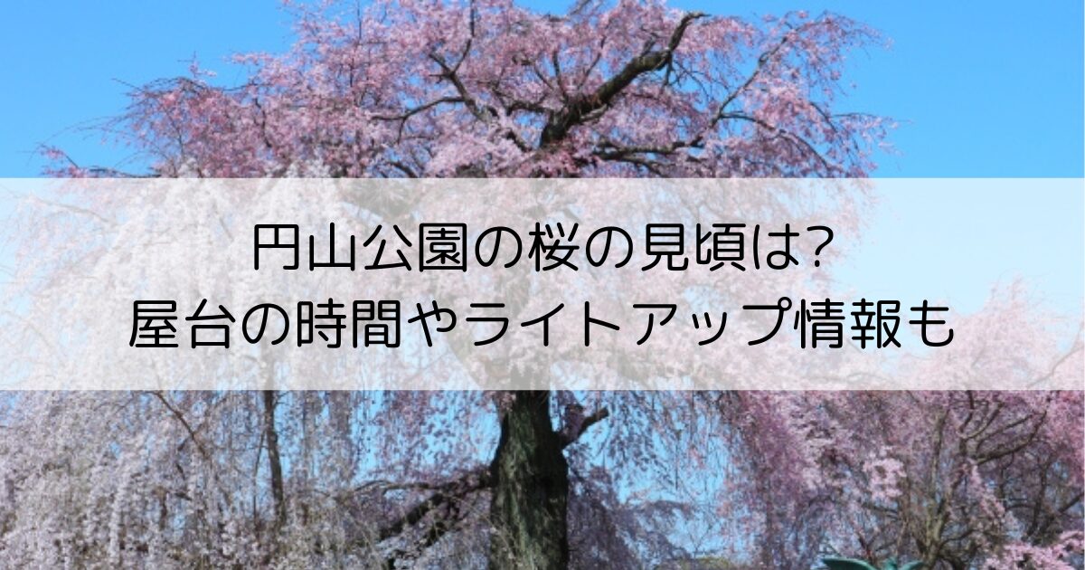 円山公園の桜