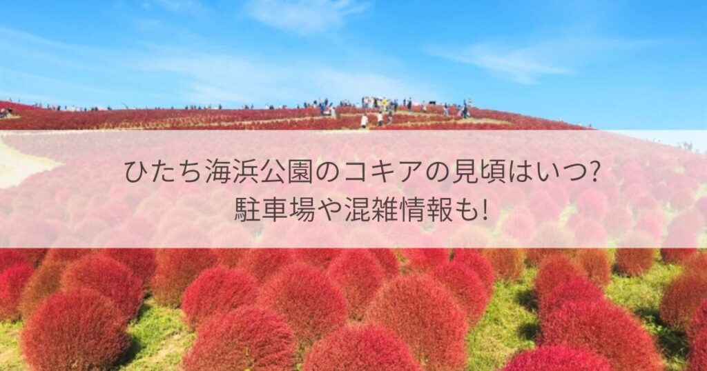 ひたち海浜公園　コキア　見頃
