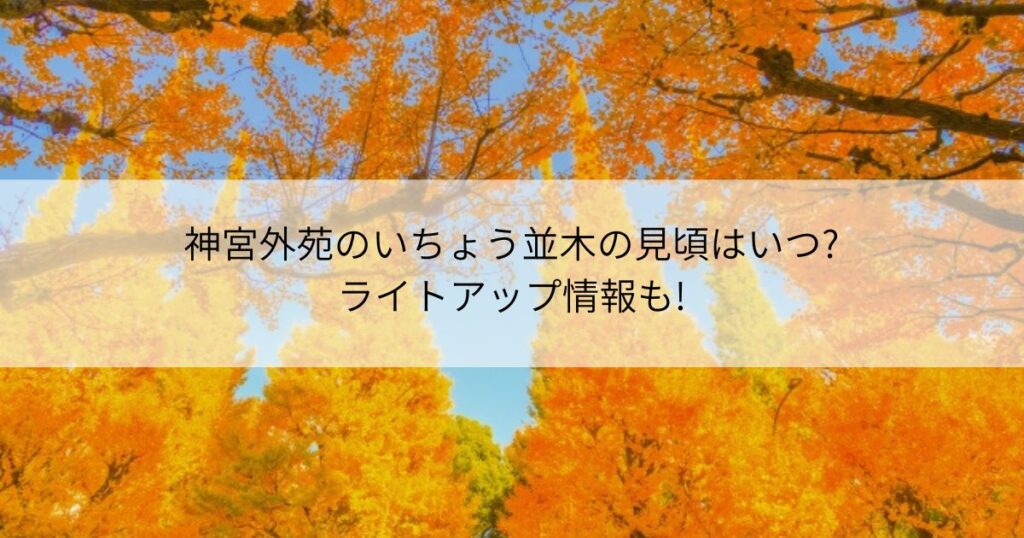 神宮外苑　いちょう並木　見頃