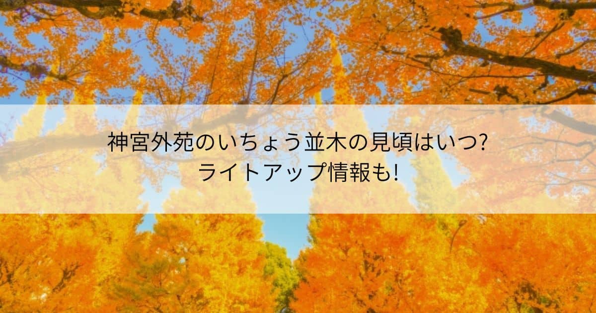 神宮外苑　いちょう並木　見頃