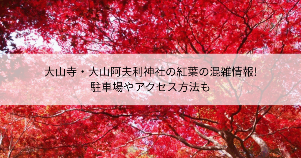 大山寺 大山阿夫利神社紅葉 混雑情報!