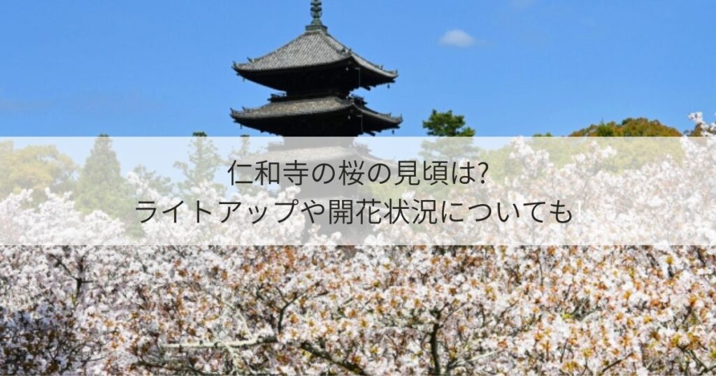 仁和寺　桜　御室桜　見頃　ライトアップ　開花状況