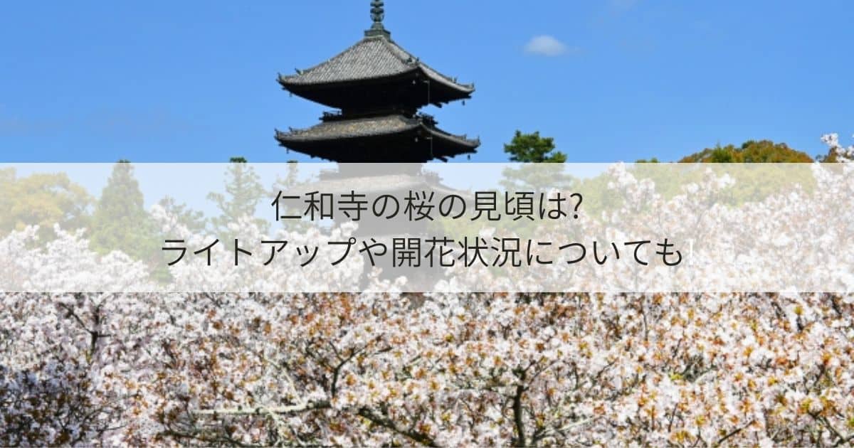 仁和寺 桜 御室桜 見頃 ライトアップ 開花状況